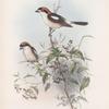 Enneoctonus rufus. Woodchat.