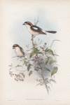 Enneoctonus rufus. Woodchat.