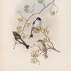 Muscicapa atricapilla. Pied Flycatcher.