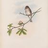 Butalis grisola. Spotted Flycatcher.