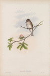 Butalis grisola. Spotted Flycatcher.