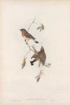 Erythrosterna parva.  Red-breasted Flycatcher.