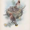 Ampelis garullus. Waxsen Chatterer.