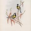 Parus major.  Great Tit.