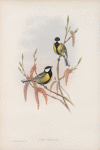 Parus major.  Great Tit.