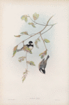 Parus ater. Coal Tit.