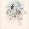 Poecile palustris. Marsh Tit.