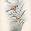 Calamophilus biarmicus. Bearded Tit.
