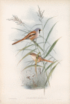 Calamophilus biarmicus. Bearded Tit.