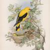 Oriolus galbula.  Golden Oriole.