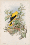 Oriolus galbula.  Golden Oriole.
