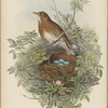 Turdus musicus. Thrush.