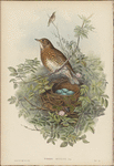 Turdus musicus. Thrush.