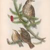 Turdus viscivorus. Missel-Thrush.