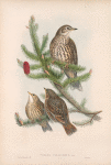 Turdus viscivorus. Missel-Thrush.