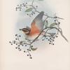 Turdus iliacus. Redwing.