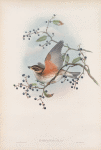 Turdus iliacus. Redwing.