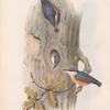 Sitta cæsia. Nuthatch.
