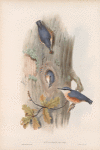 Sitta cæsia. Nuthatch.