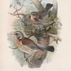 Turdus pilaris. Fieldfare.
