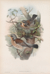 Turdus pilaris. Fieldfare.