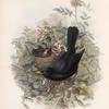 Merula vulgaris.  Blackbird.