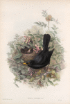 Merula vulgaris.  Blackbird.