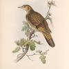 Oreocincla aurea.  White's Thrush.