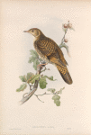 Oreocincla aurea.  White's Thrush.