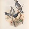 Cichloselys sibiricus. Siberian Thrush.