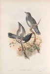 Cichloselys sibiricus. Siberian Thrush.