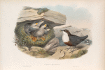 Cinclus aquaticus. Water-Ouzel, or Dipper.