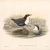 Cinclus malanogaster. Black-bellied Water-Ouzel.