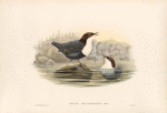 Cinclus malanogaster. Black-bellied Water-Ouzel.