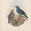 Petrocossyphus cyanus. Blue Rock-Thrush.