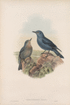 Petrocossyphus cyanus. Blue Rock-Thrush.