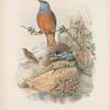 Petrocincla saxatilis. Rock-Thrush.