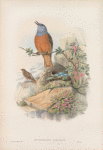 Petrocincla saxatilis. Rock-Thrush.