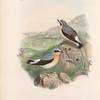 Saxicola oenanthe. Wheatear.