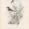 Pratincola rubetra. Whinchat.