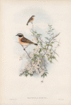 Pratincola rubetra. Whinchat.