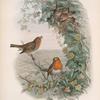 Erythacus rubecula. Robin, or Redbreast.