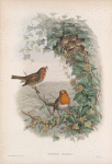 Erythacus rubecula. Robin, or Redbreast.