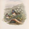 Cyanecula suecica. Red-throated Bluebreast.