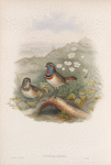 Cyanecula suecica. Red-throated Bluebreast.