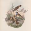 Cyanecula leucocyana. White-throated Bluebreast.