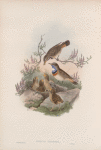 Cyanecula leucocyana. White-throated Bluebreast.