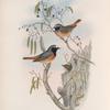 Ruticilla phoenicura. Redstart.