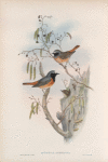 Ruticilla phoenicura. Redstart.