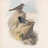 Ruticilla tithys. Black Redstart.